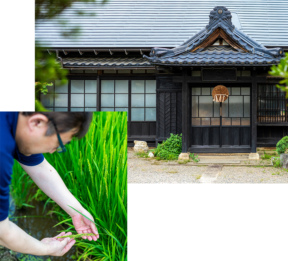 Shindo Brewery building and owner Masanobu Shindo looing at growing rice